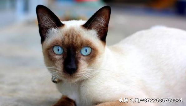 宠物猫图片:哪些本土猫咪既好看又好养啊？