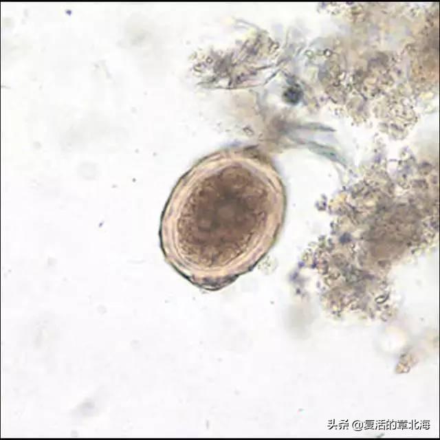 缩头鱼虱:寄生动物为什么一般具有强大的繁殖能力？