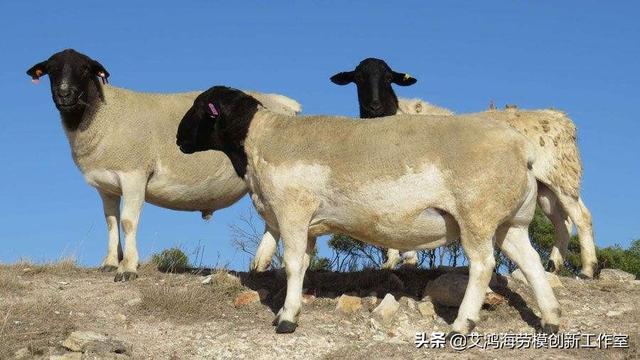 2020西施犬价格分析:2020年养羊的市场前景如何？