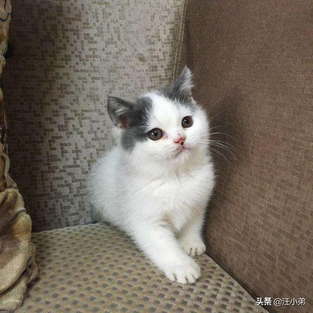 主人抓着橘猫的手跳舞:小奶猫白天老躲我，晚上又在我枕头边睡觉！啥意思？