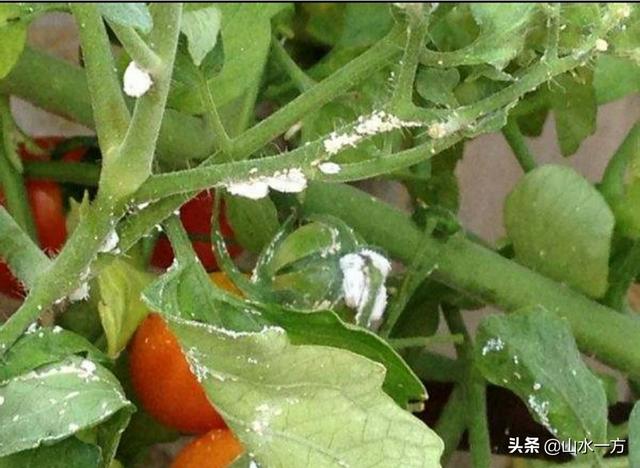 头条问答 - 番茄为什么会生蚜虫?该如何防治?(7个回答)