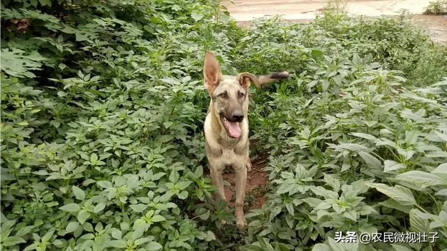 农村说的土狗子是什么:农村老人常说，家养的土狗有三类，你知道是哪三个类型吗？