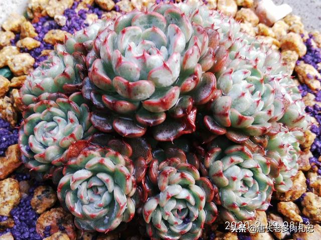 多肉植物蚜虫怎么防治:多肉植物介壳虫怎样清理？