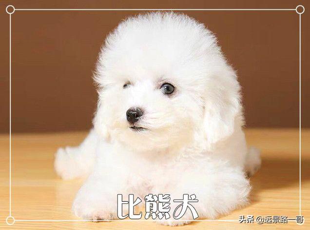 广州宠物:今年6月的广州CPF宠物展是第几届了，效果如何？