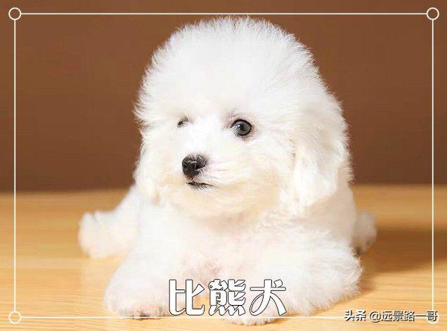 广州金毛论坛:广州去哪里挑选狗狗比较靠谱？