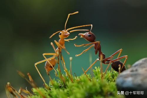 毒虫叮咬:农村夜里睡觉被毒虫咬伤怎么办？