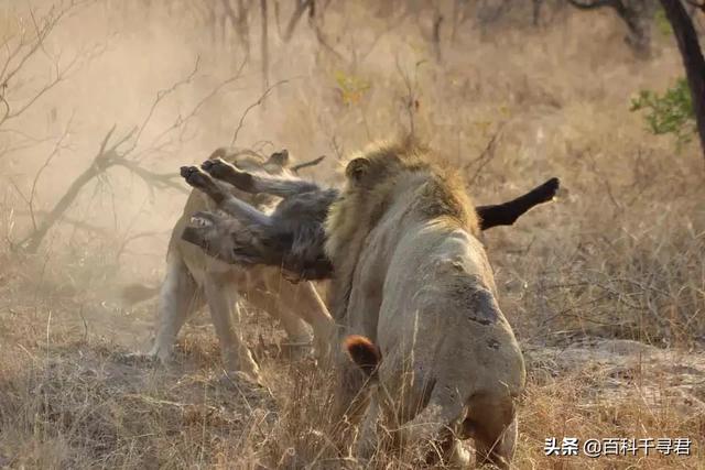 斑鬣狗vs藏獒:有人说最厉害的花豹也打不过斑鬣狗，这是为什么？