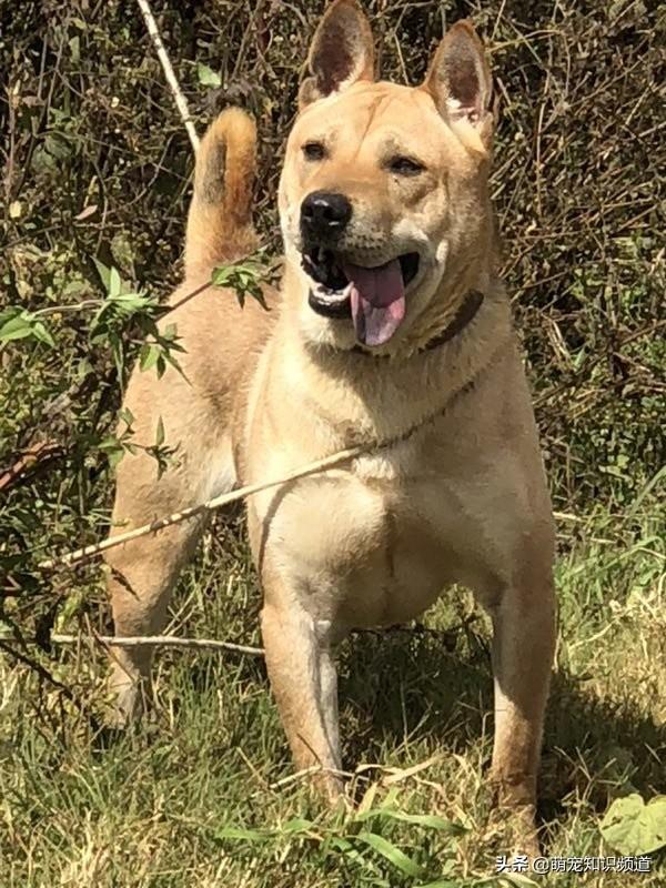 怎么分辨莱卡犬:纯种阿拉斯加犬辨别方法？