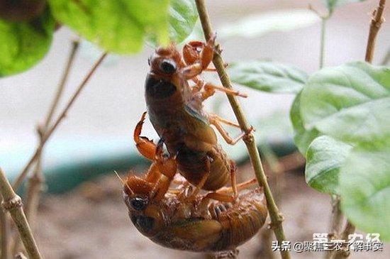拇指猴养殖:在农村人工养殖知了猴，得投资多钱？