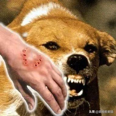 日本狂犬病发病率:被没有狂犬病的狗狗咬了会不会得狂犬病？ 上海狂犬病发病率