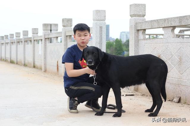 美国大丹狗身大如马:你会“以貌取狗”吗？看到狗狗外表凶就觉得它很坏？