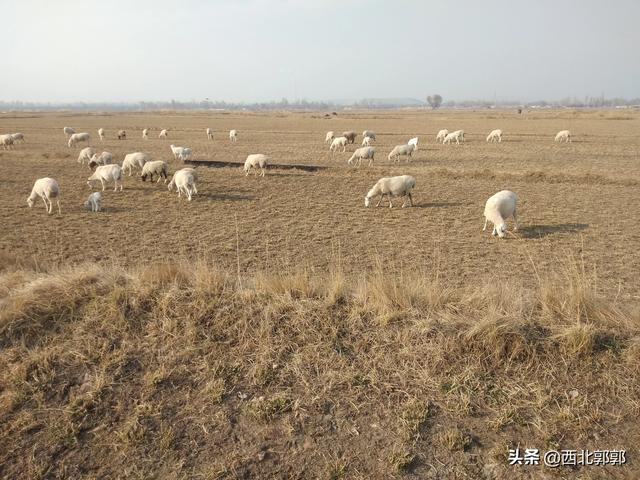 澳洲和牛养殖的时间:现在养殖安格斯牛有发展前景吗？