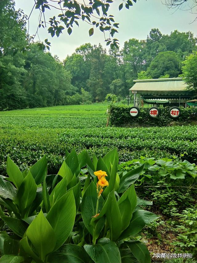 常喝什么茶好,如果不讨论季节性，什么茶适合长期饮用呢?