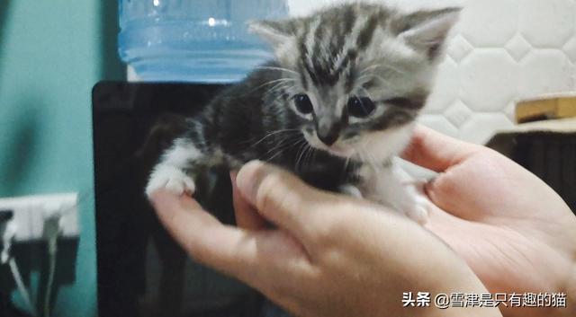 新手养猫注意事项两个月:2个月大的幼猫吃什么好？该注意些什么？