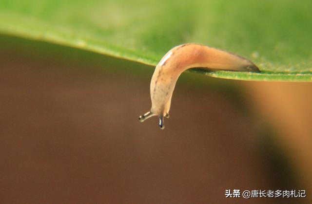 多肉植物蚜虫怎么防治:多肉植物介壳虫怎样清理？