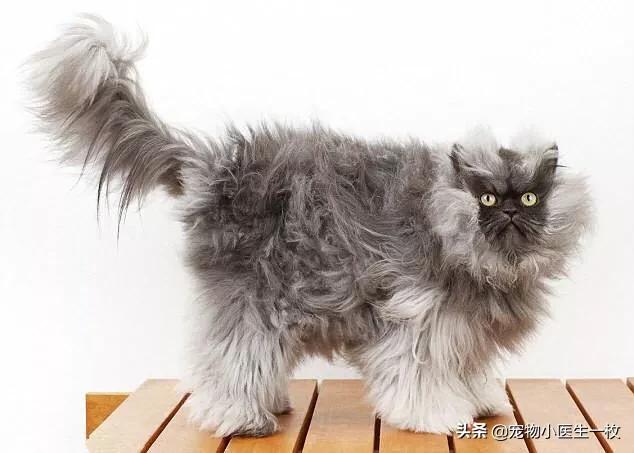 鞍山喜马拉雅种猫:喜马拉雅猫掉毛严重怎么办？