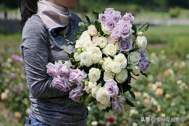 最香的几款月季品种是什么？插图12