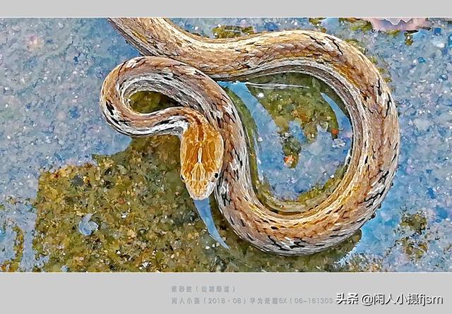 水蛇图片:你手机拍的蛇类的照片能否分享一下？