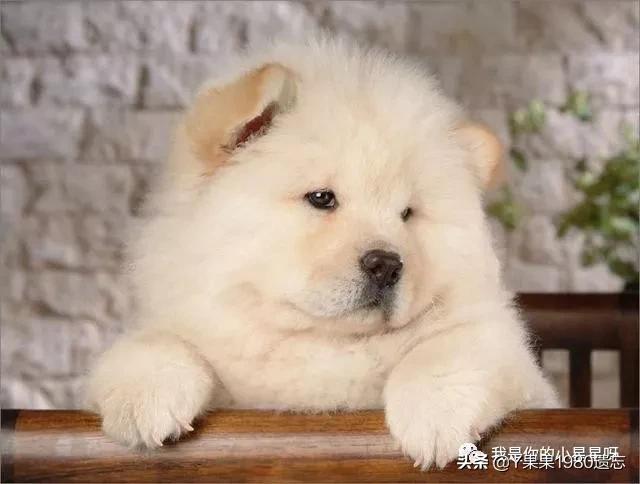 可爱的白色小狮子狗:有什么白色的犬种介绍吗？