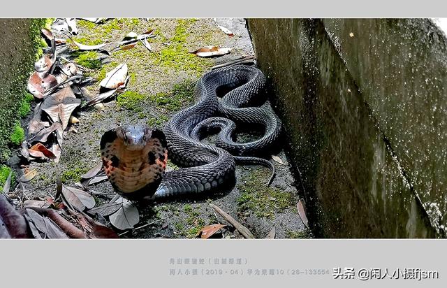 水蛇图片:你手机拍的蛇类的照片能否分享一下？