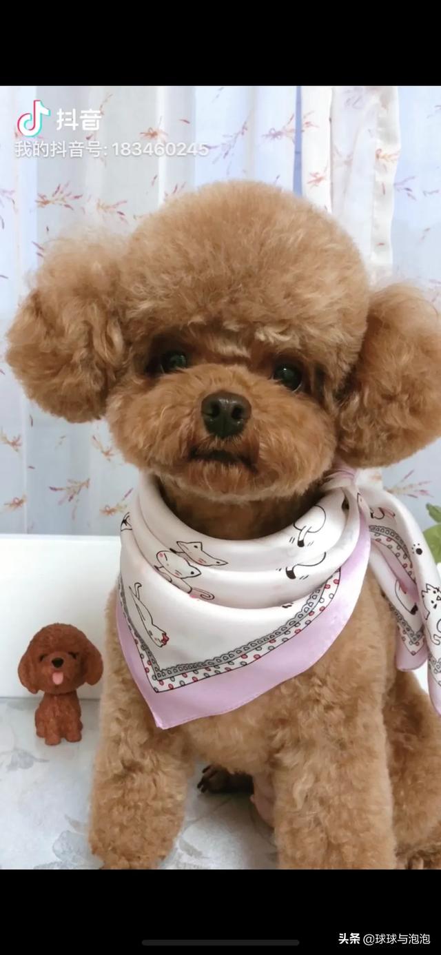 打算养只小型犬有推荐的吗？