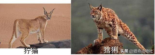短尾猫 马来西亚:美国短尾猫打的过狞猫吗？