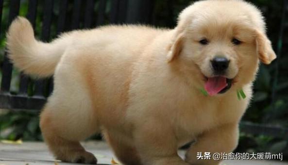 宠物中国 金毛论坛:金毛在饮食上有什么需要注意？