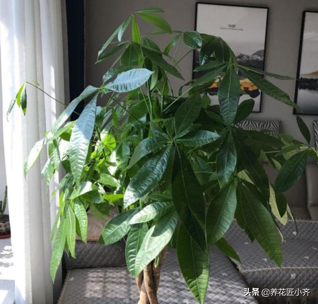 铁树图片:移栽的铁树长的很慢怎么办？