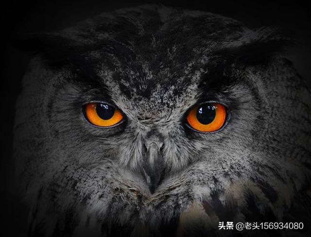 农村传言“猫头鹰笑就会死人”，有没有科学依据？