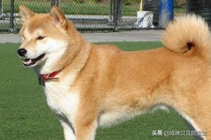 秋田犬:秋田犬好养吗？秋田犬适合家养吗？