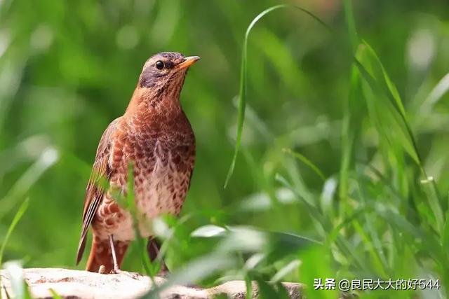 lao哥哥鸟叫图片:贵州威宁“龙吟”事件，是不是由于山谷的原因风声在作怪？