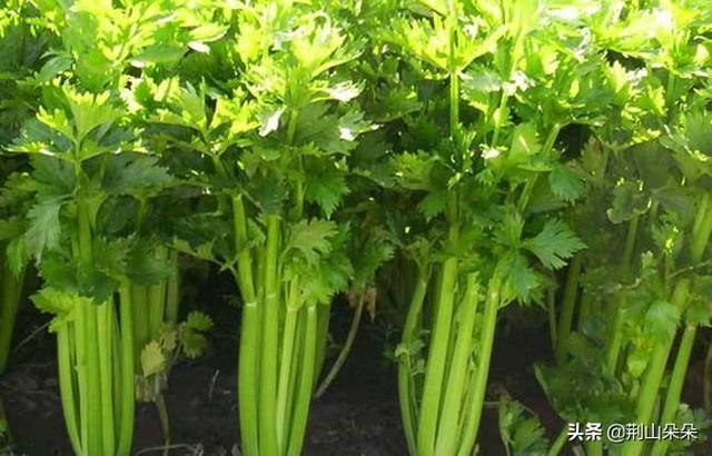 芹菜壮阳是真的吗，秋季农村菜园子种植小香芹，如何才能出苗快、出苗齐，获得丰产