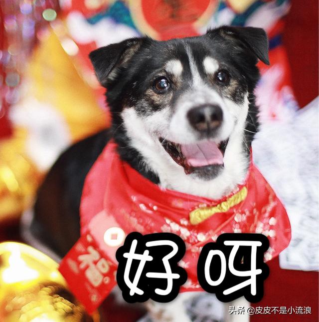 现收养400只流浪狗:有人收留流浪狗让你帮忙捐些狗粮，你会捐吗？