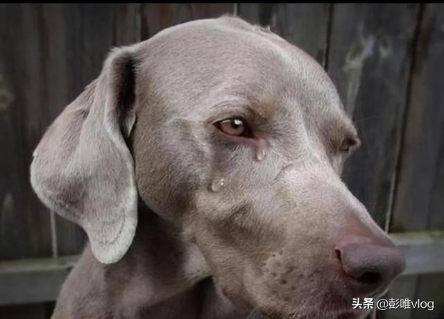世界上最悲伤的狗图片:在农村晚上明明没人打狗，为何狗狗却哭的很伤心？