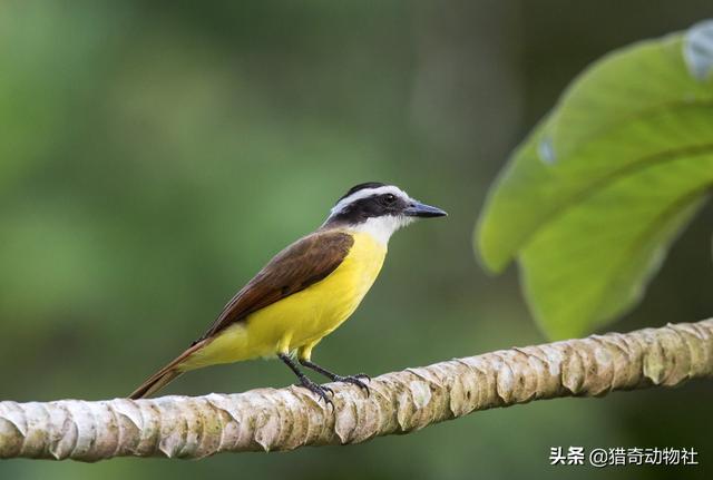黑冠山雀科:必胜鸟是一种什么样存在，为什么连老鹰都害怕？