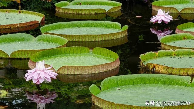 七夕是什么节，七夕是什么时候