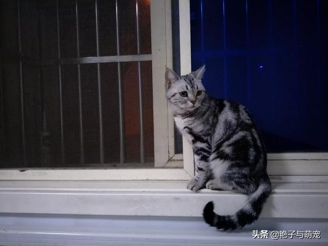 野猫八翻:家猫自愿变为野猫，为什么？求懂行的分析一下？