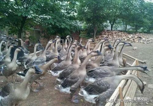 农安实验动物用品经销部:现在有些地方的大鹅为什么烂市？