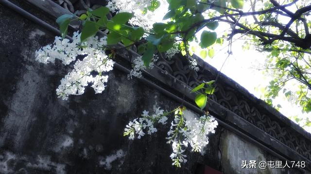 为什么陕西能出那么多作家,陈忠实,路遥,贾平凹？