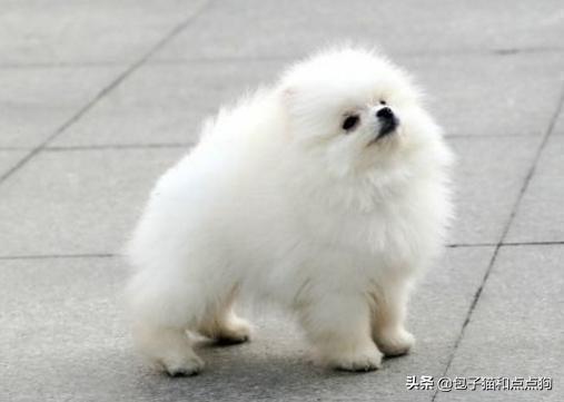 纯种博美犬好养吗:博美狗狗的饲养难度高吗？