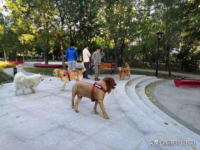 贪吃狗零食:如何让狗狗第一眼喜欢你？