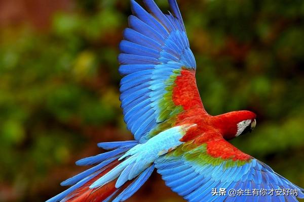 血鹦鹉常见病:鹦鹉常见疾病的处理及预防？