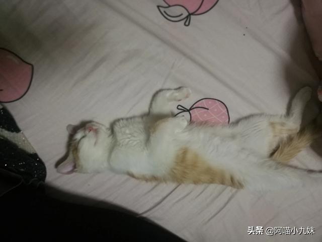 纸袋猫:为什么猫咪最喜欢跟你玩躲猫猫？