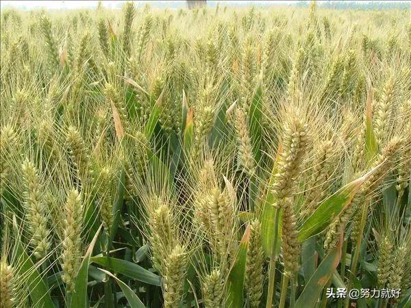 晚长个的人有哪些特征，何为晚播小麦晚播小麦的生长发育有哪些特点