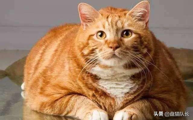 幸运土猫:土猫当中什么品种最受大家欢迎？