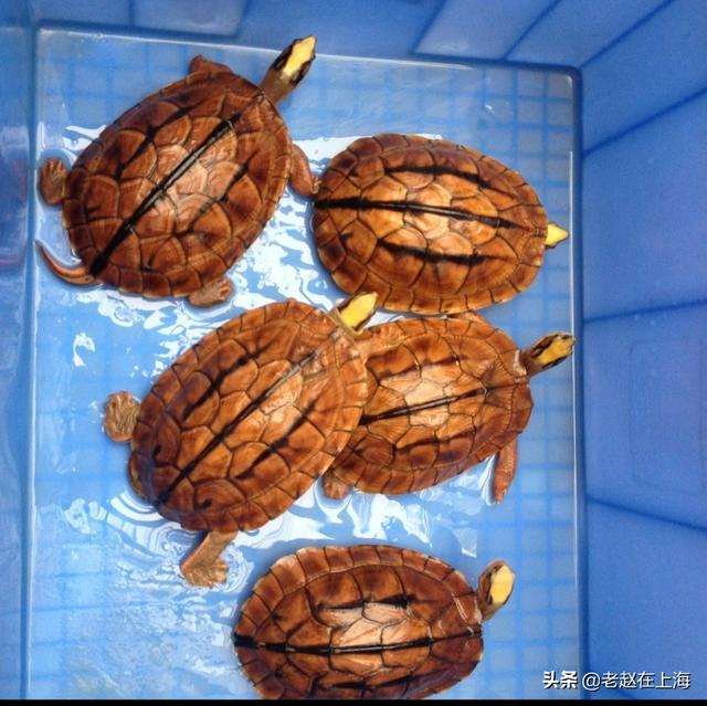 金钱龟吃什么东西最好:我刚买了两只金钱龟，该如何养它们？