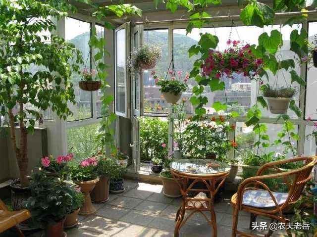 不怕阴的花有什么？怎么养好？