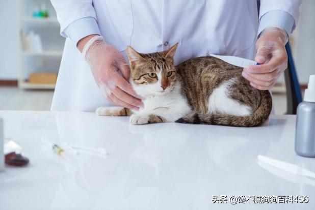 猫 心丝虫 检测:猫心丝虫检测 猫咪身上有虫，会有什么表现？