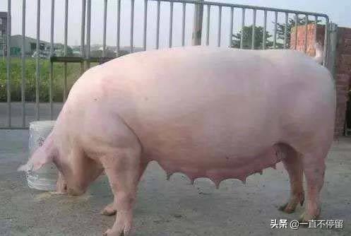 母猪的产后护理本科:如何伺候母猪“坐月子”？