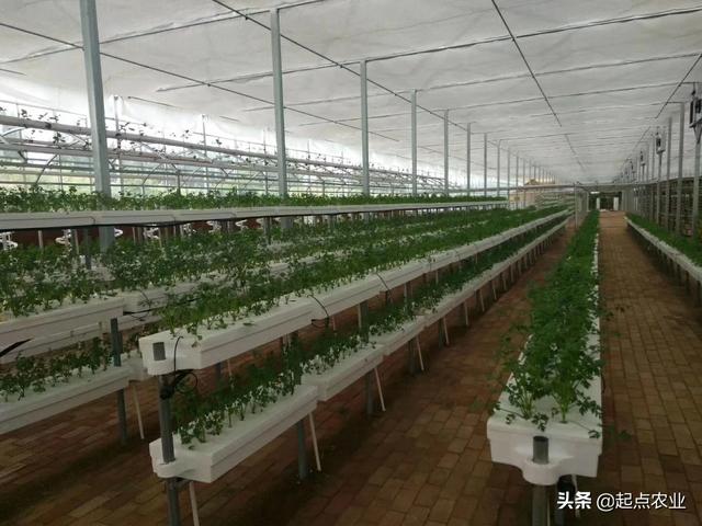 多肉植物栽培大棚:新手想做多肉大棚需要准备哪些东西？